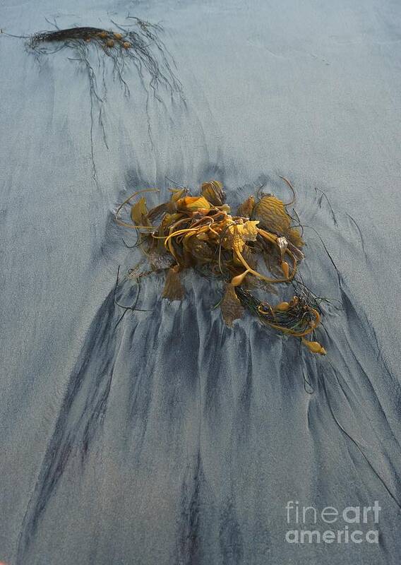 Kelp Art Print featuring the photograph Giant Kelp on the Beach by Kerri Mortenson