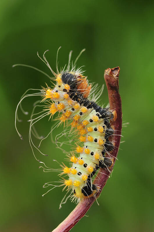 525070 Art Print featuring the photograph Giant Peacock Moth Caterpillar by Thomas Marent