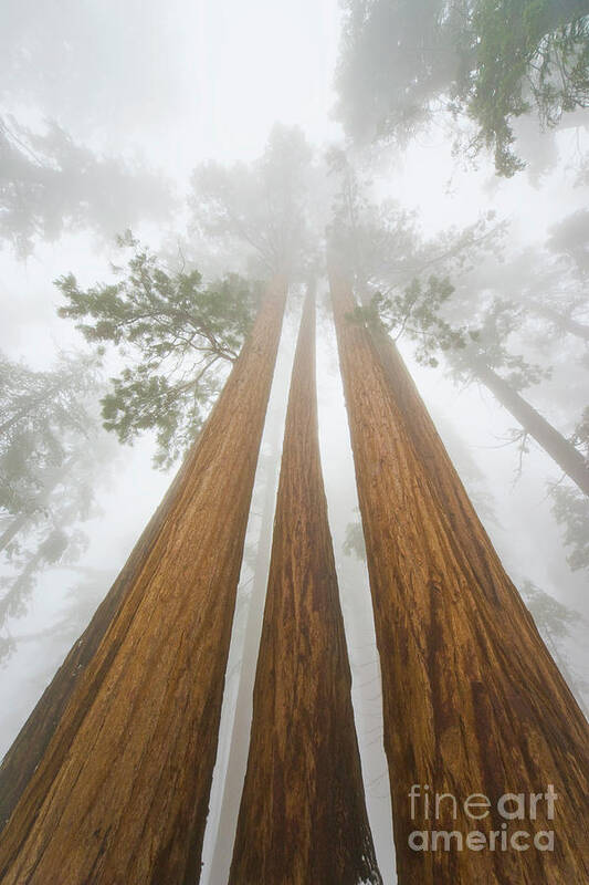00431220 Art Print featuring the photograph Giant Sequoias In the Fog by Yva Momatiuk John Eastcott