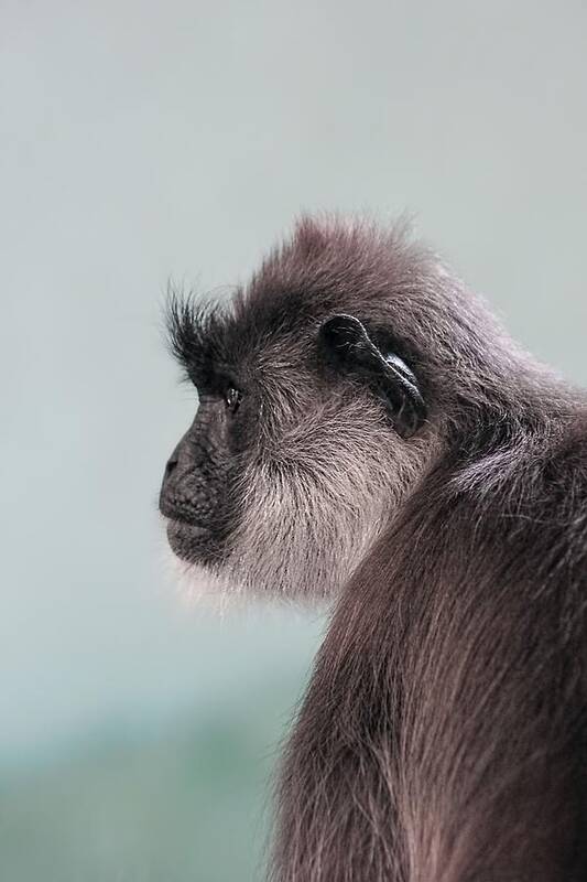 Gibbon Art Print featuring the photograph Gibbon Monkey Profile Portrait by Tracie Schiebel