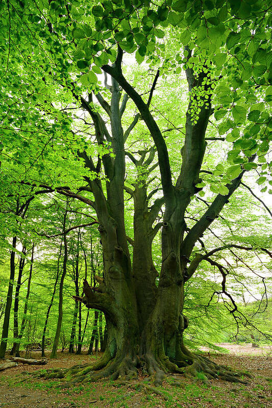 Environmental Conservation Art Print featuring the photograph Gigantic Beech Tree In Spring Forest by Avtg