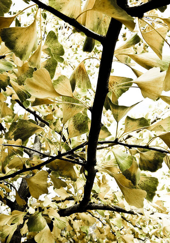 Ginkgo Art Print featuring the photograph Ginkgo Leaves by Frank Tschakert