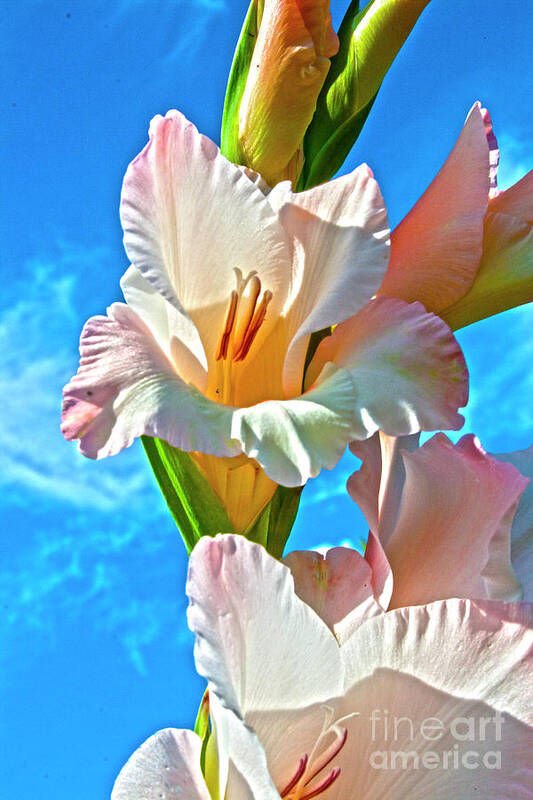 Gladiolus Art Print featuring the photograph Gladiolus by Heiko Koehrer-Wagner