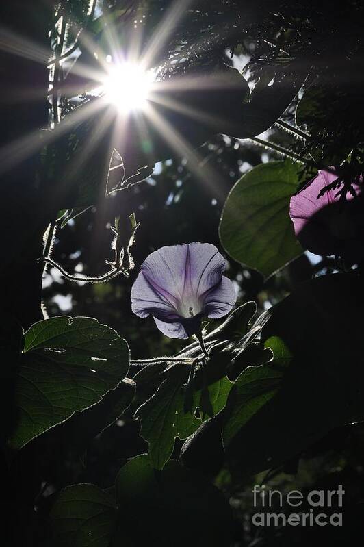 Morning Glory Art Print featuring the photograph Glorious by Cheryl Baxter
