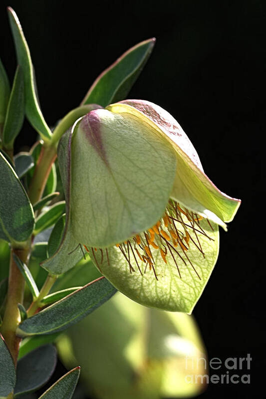 Qualup Flower Art Print featuring the photograph Glow of the Bell by Joy Watson