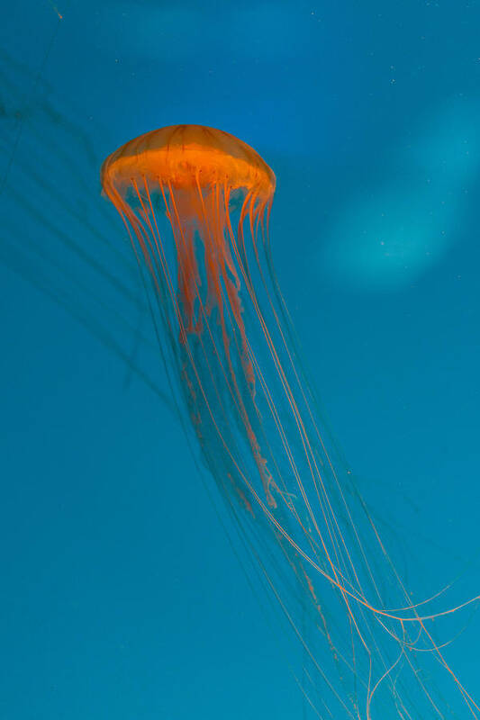 Jellyfish Art Print featuring the photograph Glowing Orange Sea Nettle by Scott Campbell