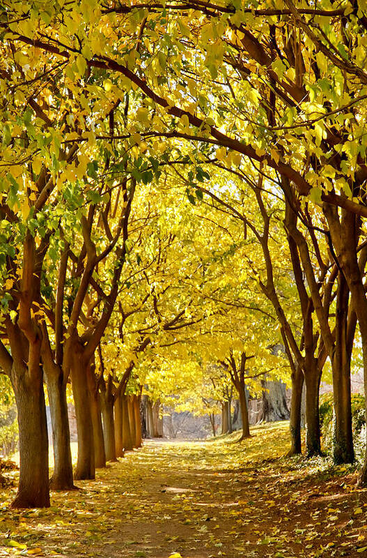 Beauty Art Print featuring the photograph Golden Canopy by KG Thienemann