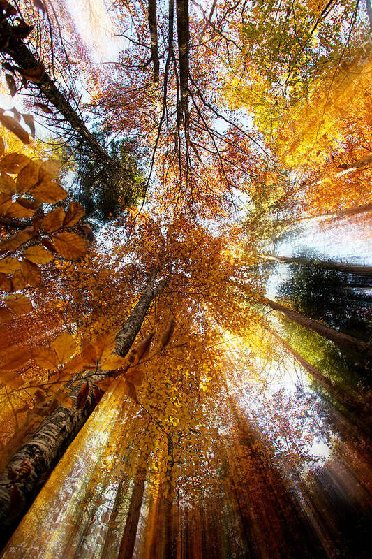 Autumn Art Print featuring the photograph Golden Rays by Ivan Vukelic