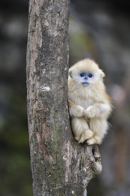 Feb0514 Art Print featuring the photograph Golden Snub-nosed Monkey Young China by Thomas Marent