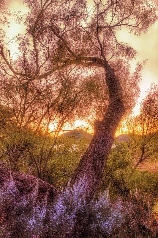 Tree Art Print featuring the photograph Golden Tree at the Quartz Mountains - Oklahoma by Jason Politte