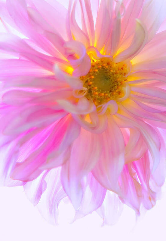 Floral Art Print featuring the photograph Gossamer Glow by Mary Jo Allen