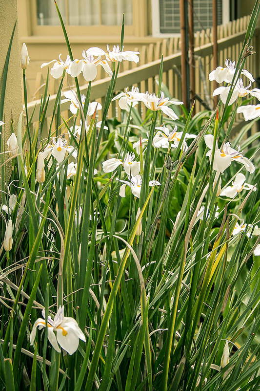 2014 Art Print featuring the photograph Grandpa's Lilies by Jan Davies