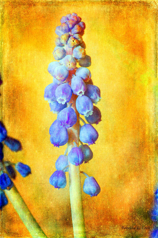 Grape Hyacinth Art Print featuring the photograph Grape Hyacinth by Bellesouth Studio