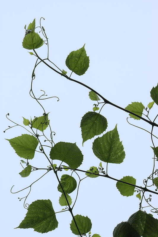 Grape Vine And Sky Art Print featuring the photograph Grape Vine And Sky by Daniel Reed