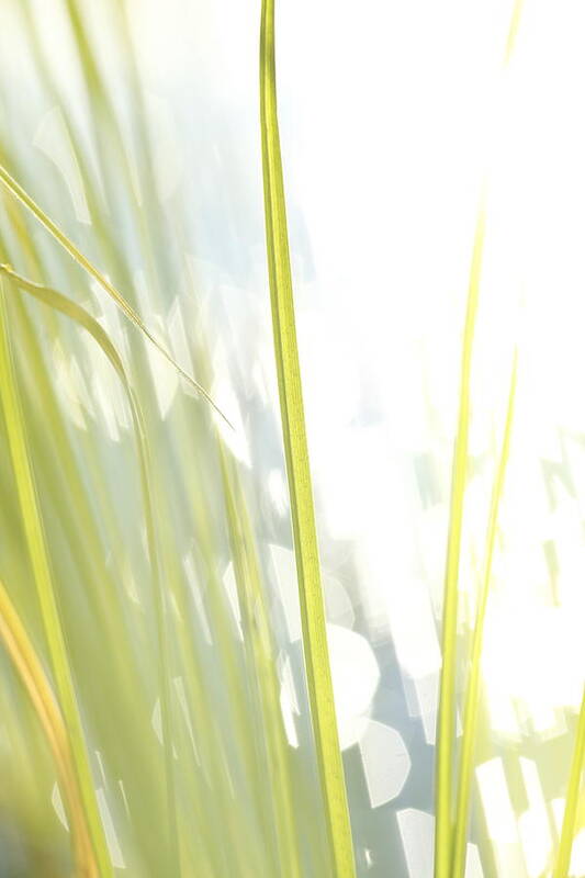 Balance Art Print featuring the photograph Grasses and lake - high key - available for licensing by Ulrich Kunst And Bettina Scheidulin