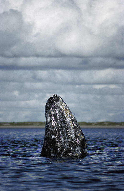 Feb0514 Art Print featuring the photograph Gray Whale Spy-hopping Baja California by Tui De Roy