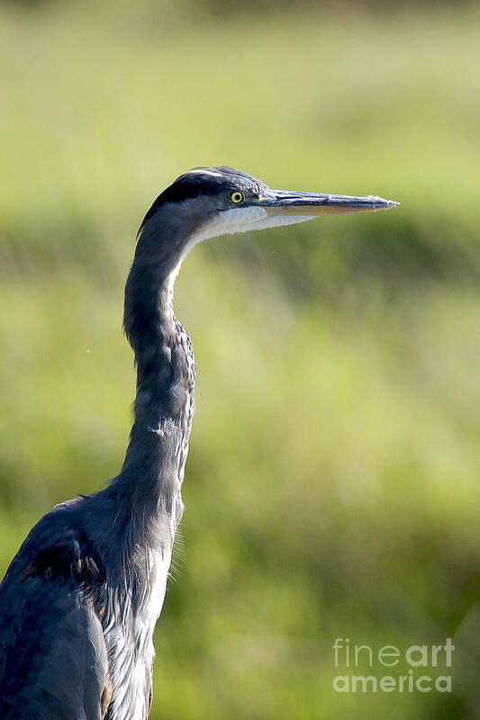 Great Blue Heron Art Print featuring the photograph Great Blue Heron backlit by Sharon Talson