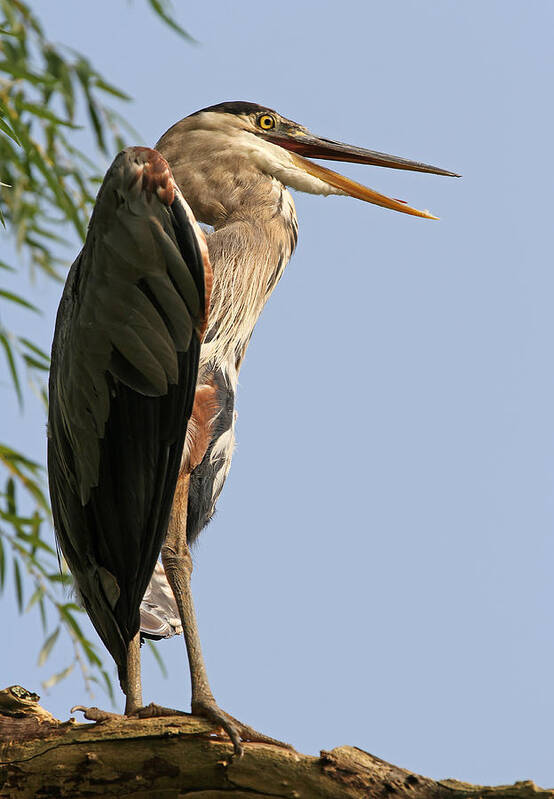 Heron Art Print featuring the photograph Great Blue Heron by Juergen Roth