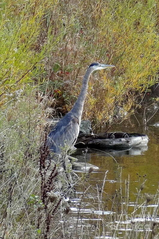 Great Blue Heron Art Print featuring the photograph Great Blue Heron - Juvenile by Laurel Best