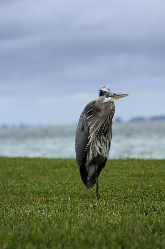 Great Blue Heron Art Print featuring the photograph Great Blue Heron by Marta Alfred