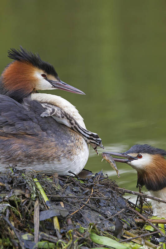 Flpa Art Print featuring the photograph Great Crested Grebes Feeding Chick by Dickie Duckett