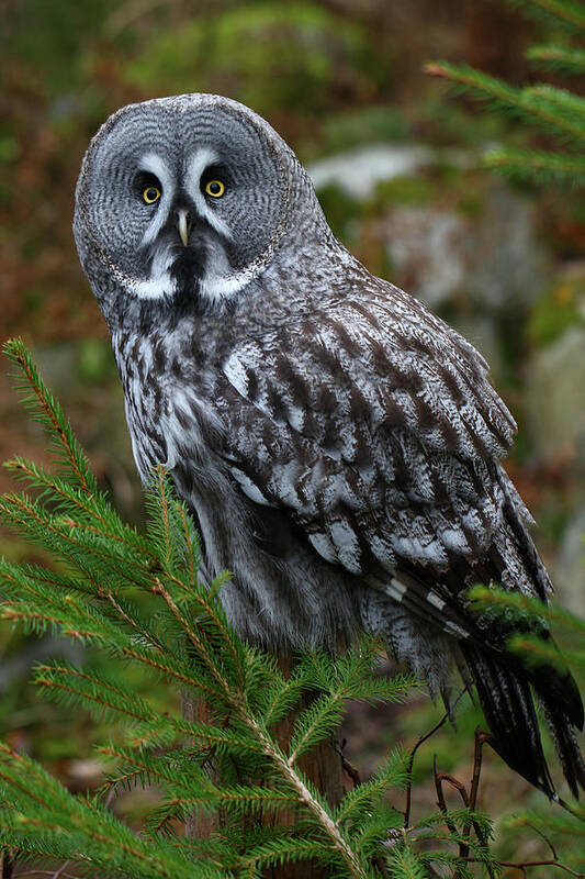 Sweden Art Print featuring the photograph Great Grey Owl by Martin Sandberg