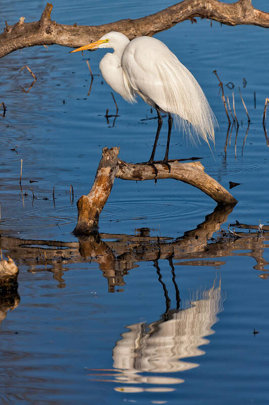 Nature Art Print featuring the photograph Great White Heron Fishing by Kathleen Bishop