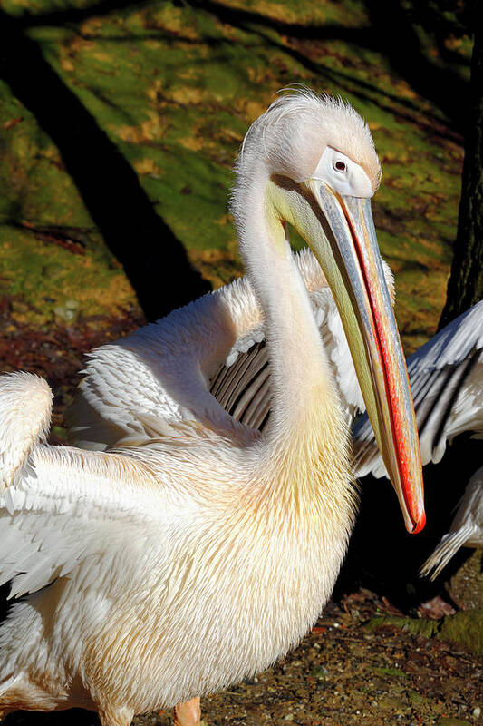 Great White Pelican Art Print featuring the photograph Great White Pelican by Heiti Paves