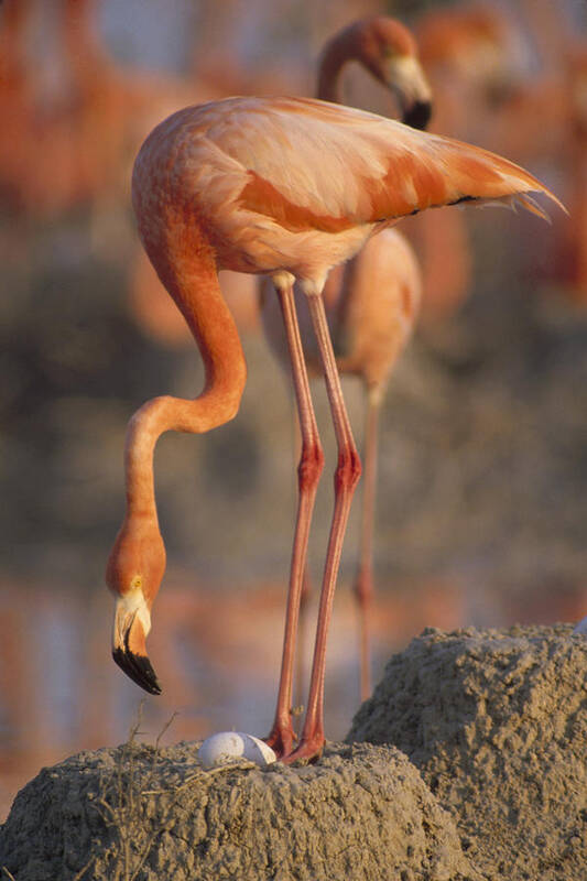 Feb0514 Art Print featuring the photograph Greater Flamingo With Egg At Nest by Gerry Ellis