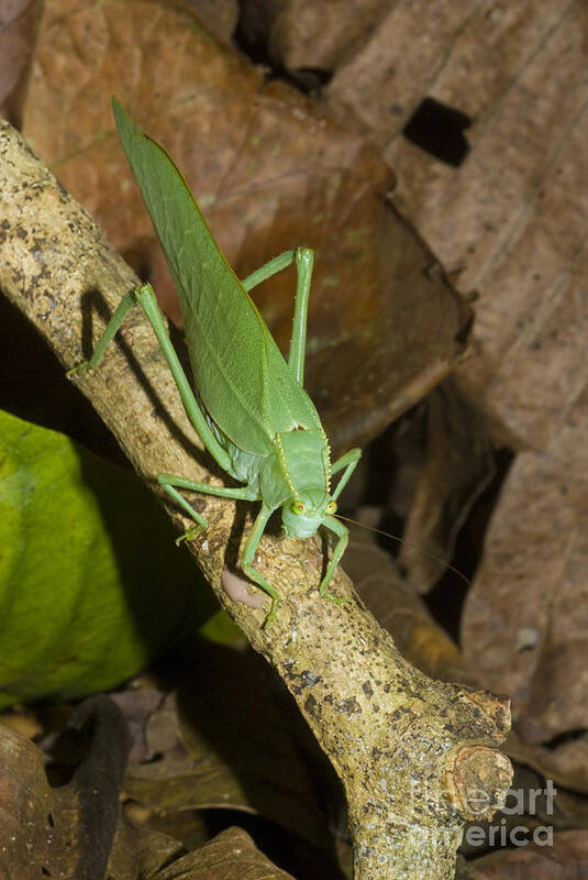 Katydid Art Print featuring the photograph Green Katydid by William H. Mullins