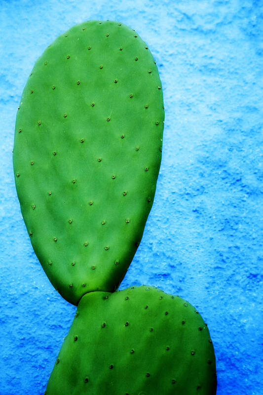 Tucson Art Print featuring the photograph Green on Blue by Carol Leigh