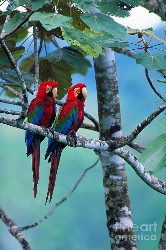 Green-winged Macaws Art Print featuring the photograph Green-winged Macaws by Art Wolfe