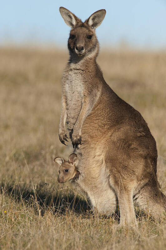 512752 Art Print featuring the photograph Grey Kangaroo With Joey Maria Isl by D. Parer & E. Parer-Cook
