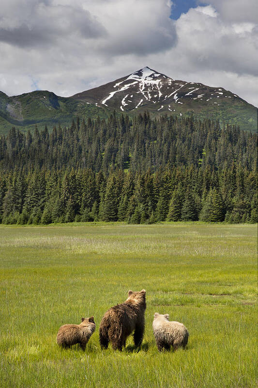 Richard Garvey-williams Art Print featuring the photograph Grizzly Bear Mother And Cubs In Meadow by Richard Garvey-Williams