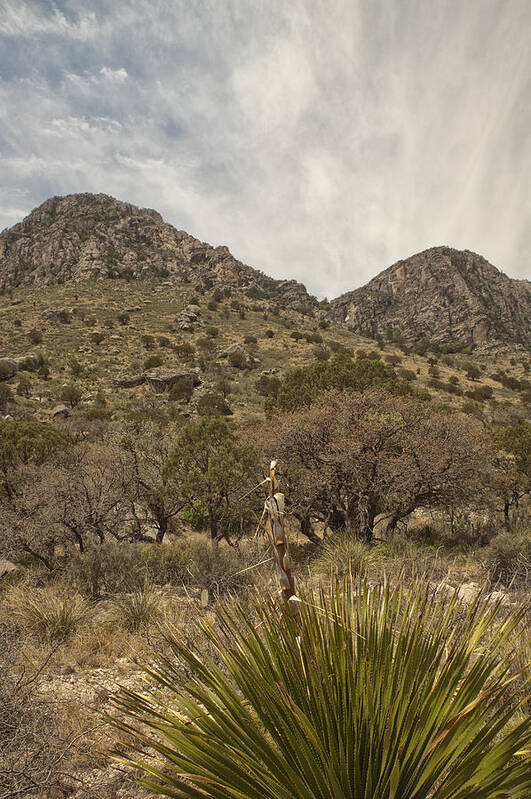 Adventure Art Print featuring the photograph Guadalupe Mountains Vertical by Melany Sarafis