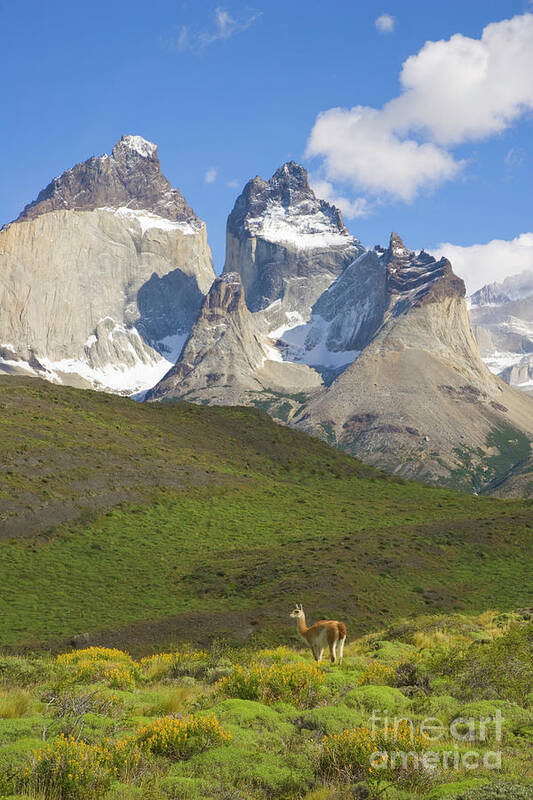00346032 Art Print featuring the photograph Guanaco and Cuernos Del Paine by Yva Momatiuk John Eastcott
