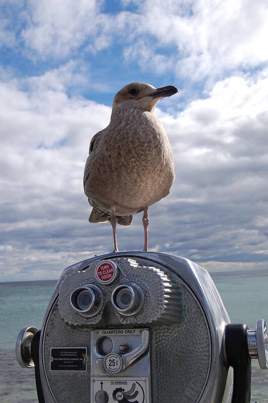 Seagull Art Print featuring the photograph Gull by Mim White