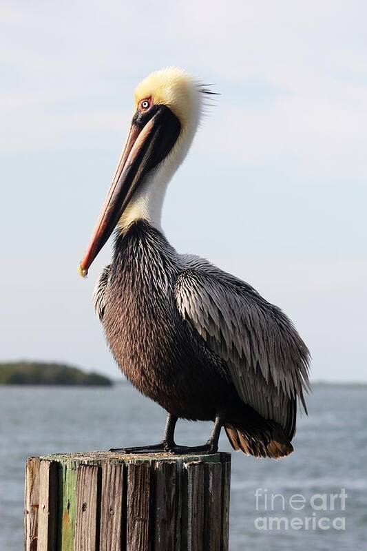 Pelican Art Print featuring the photograph Handsome Brown Pelican by Carol Groenen