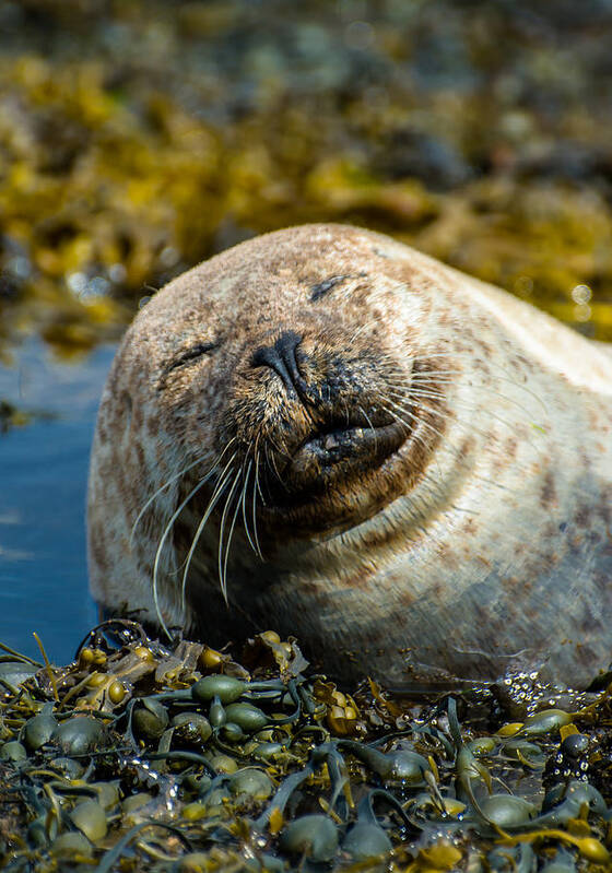 Seal Art Print featuring the photograph Happy Seal Relaxing In The Seaweed by Andreas Berthold