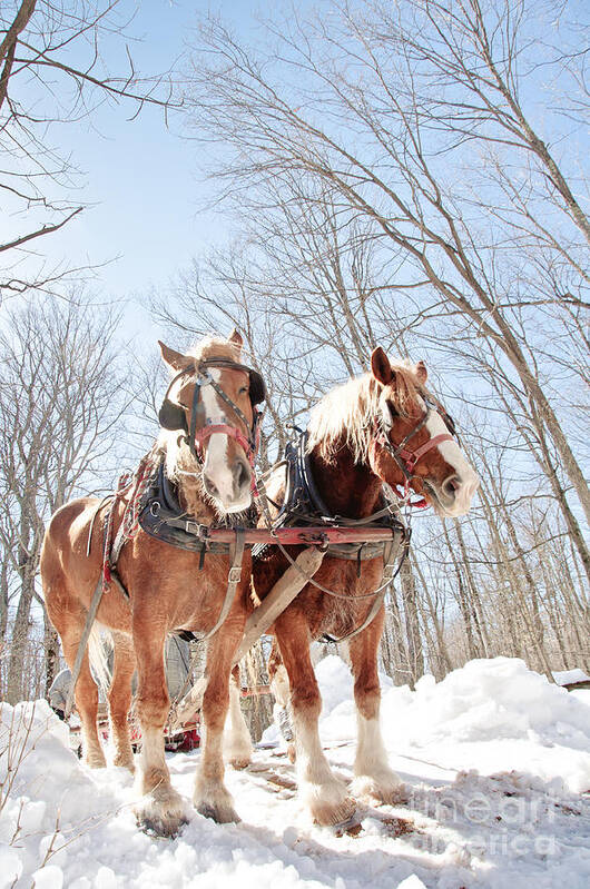 Maple Syrup Art Print featuring the photograph Hard Working Horses by Cheryl Baxter