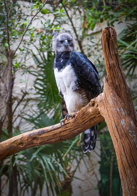 Predator Art Print featuring the photograph Harpy Eagle by Ken Stanback