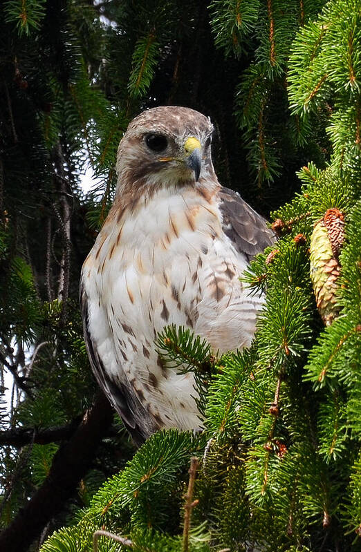 Redtail Hawk Art Print featuring the photograph Hawk in Pine by Michael Hubley