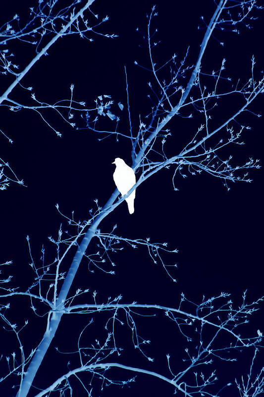 Bird Art Print featuring the mixed media Hawk Silhouette on Blue by Lesa Fine