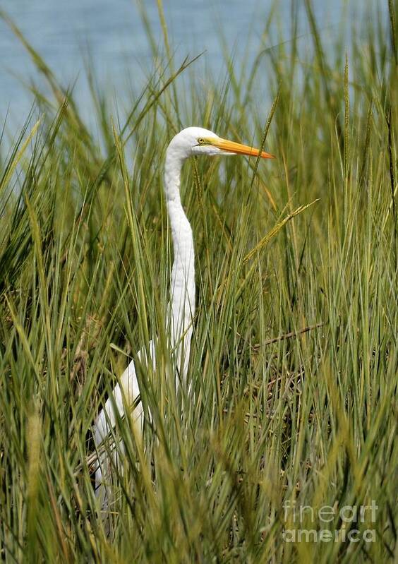 Egret Art Print featuring the photograph Hidden In The Marsh Grasses by Kathy Baccari