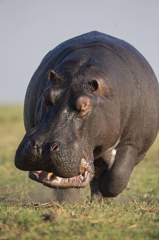 Vincent Grafhorst Art Print featuring the photograph Hippopotamus Bull Charging Botswana by Vincent Grafhorst