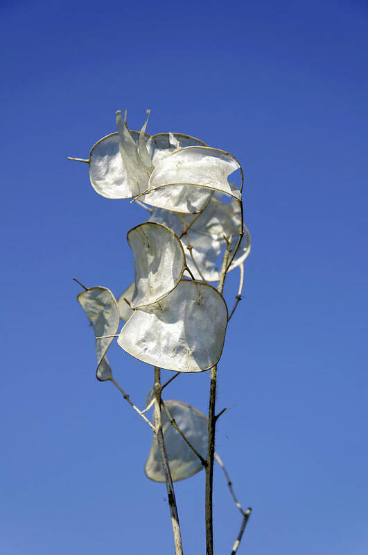 Europe Art Print featuring the photograph Honesty Seed Pods by Rod Johnson