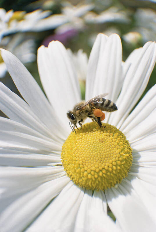 Feb0514 Art Print featuring the photograph Honey Bee Collecting Pollen From Daisy by Konrad Wothe