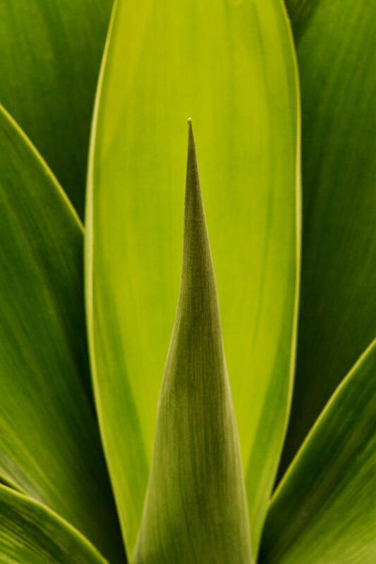 Plant Art Print featuring the photograph House Plant by Robert Woodward