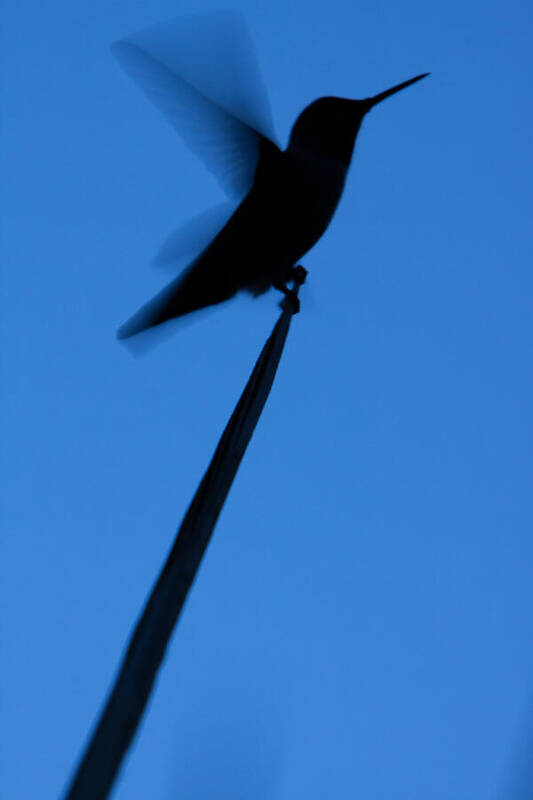 America Art Print featuring the photograph Hummingbird Silhouette by John Wadleigh