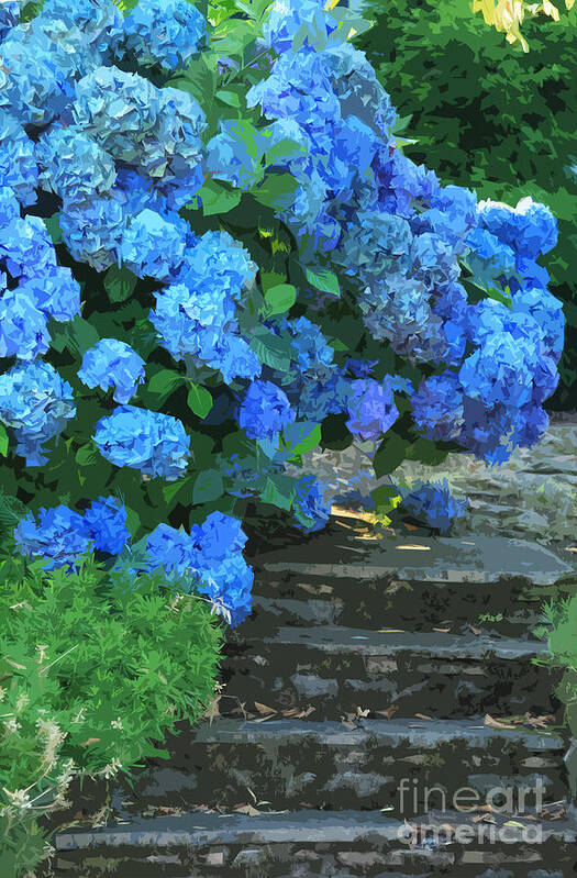 Websites: Jeanette-french.artistwebsites.com And Jeanette-french.pixels.com Art Print featuring the photograph Hydrangea Steps 2 by Jeanette French